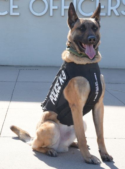 K9 Charlie in bullet proof vest